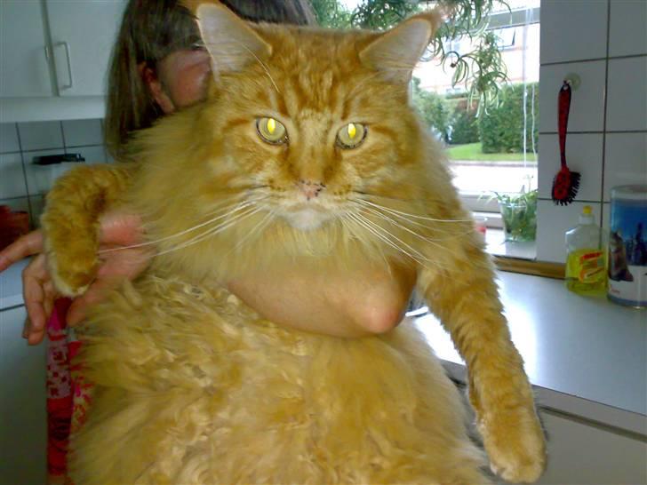 Maine Coon DK Fort Red Oak's Ray - I´m the boss. billede 1