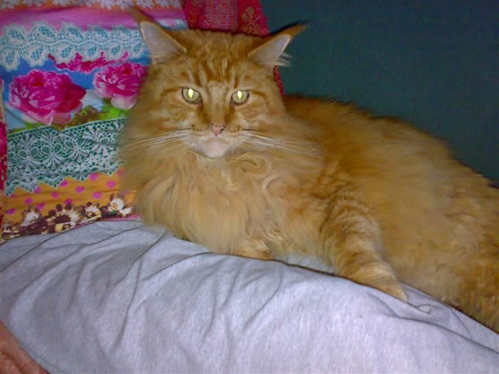 Maine Coon DK Fort Red Oak's Ray - Her hersker jeg. billede 2
