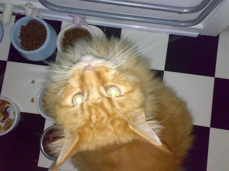 Maine Coon DK Fort Red Oak's Ray - Jeg spiser! billede 3