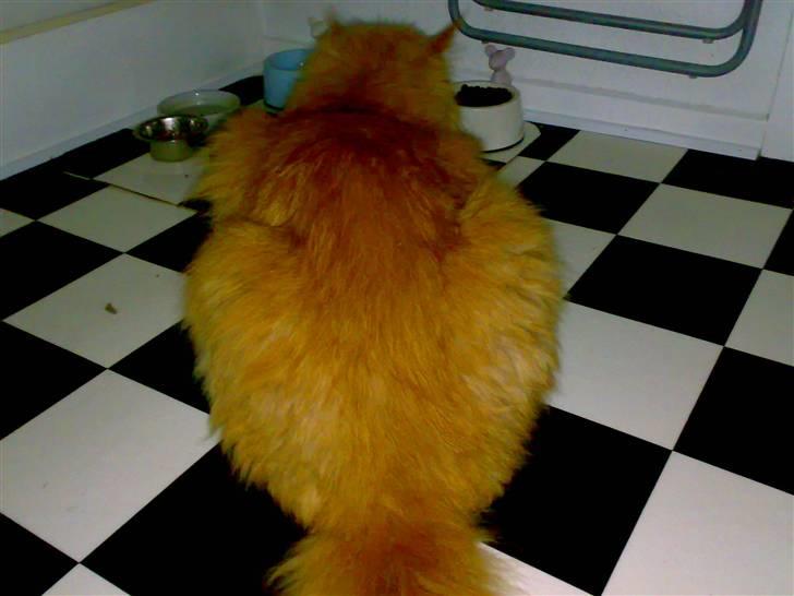 Maine Coon DK Fort Red Oak's Ray - Tjek mine smukke farver :´) billede 4