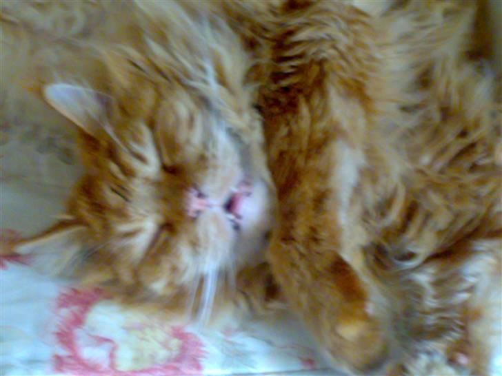 Maine Coon DK Fort Red Oak's Ray - *snork snork* billede 5