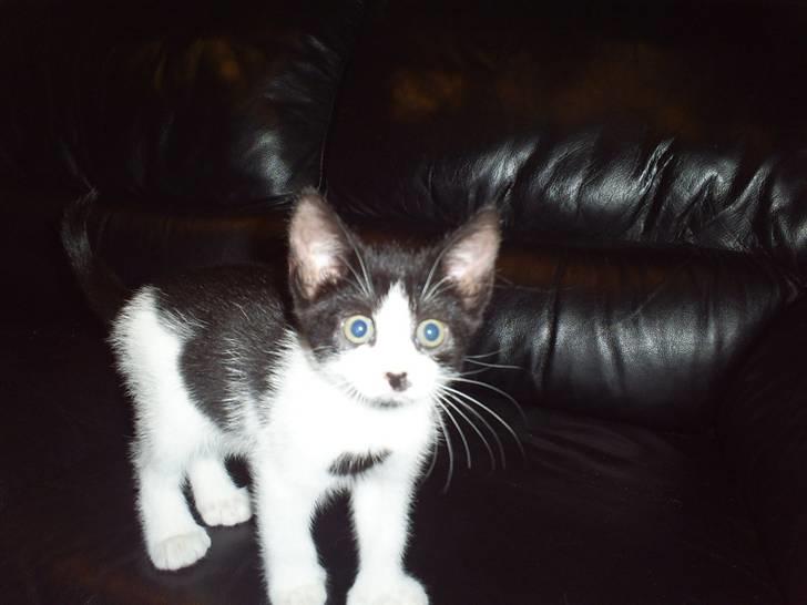 Huskat Naja - lige da vi var kommet hjem med hende.. billede 1