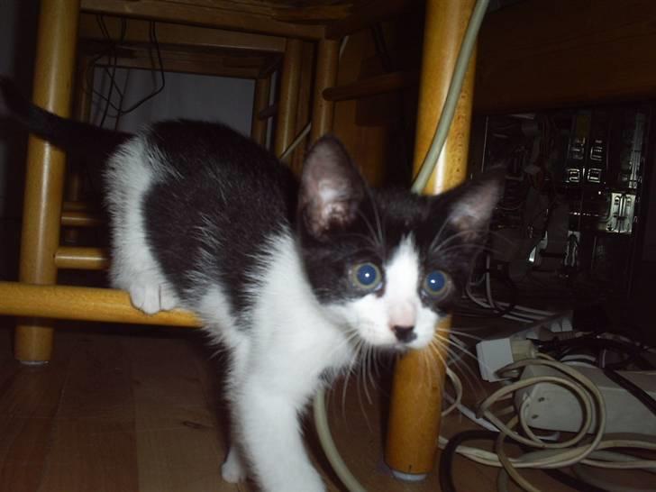 Huskat Naja - leger lidt ved com ledningerne... fy naja... billede 2