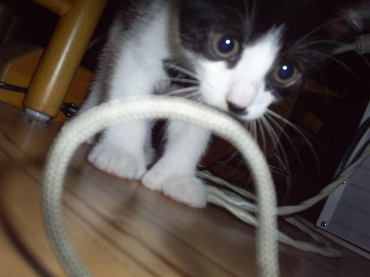 Huskat Naja - og skal til at springe på den hvide ledning... billede 3