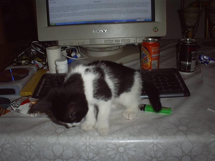 Huskat Naja - kigger lidt på com med mor.. billede 4