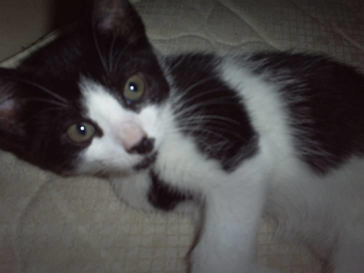 Huskat Naja - putter.. billede 5