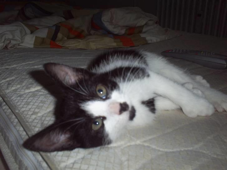 Huskat Naja - putter.. billede 6