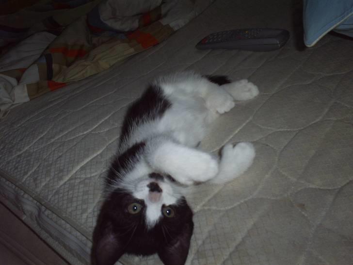 Huskat Naja - putter.. billede 7