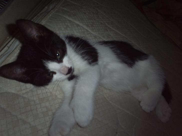 Huskat Naja - putter.. billede 8