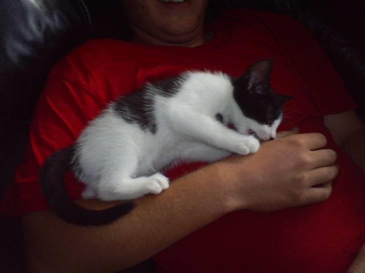 Huskat Naja - leger med far... :D billede 9