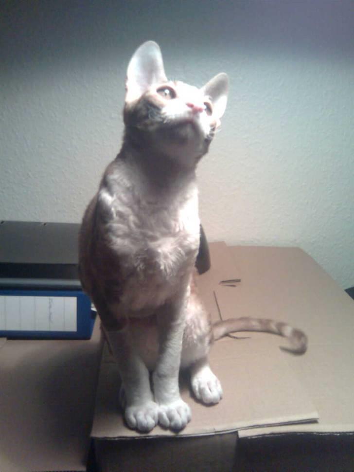 Cornish Rex lillemand/Nico Solgt billede 1