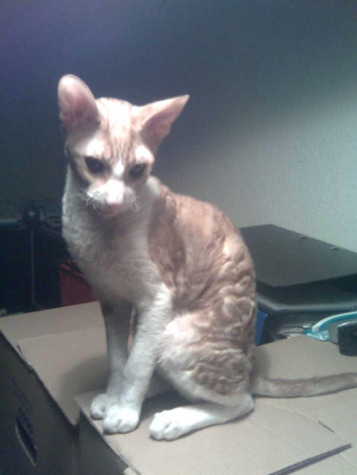 Cornish Rex lillemand/Nico Solgt - Lillemand 8 uger gammel billede 2