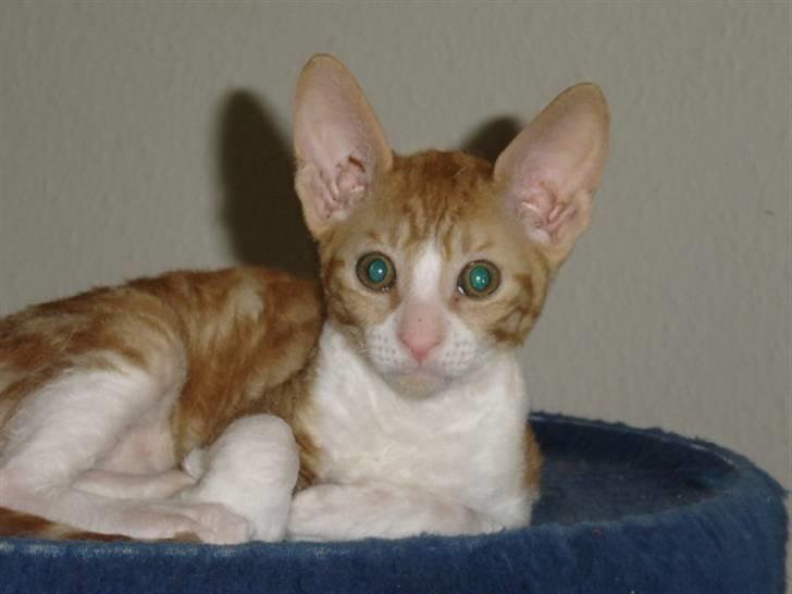 Cornish Rex lillemand/Nico Solgt - 8 uger gammel billede 3