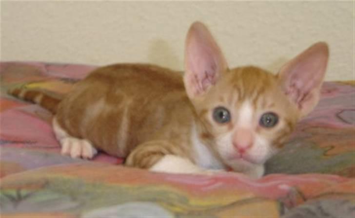 Cornish Rex lillemand/Nico Solgt - en dag gammel billede 4