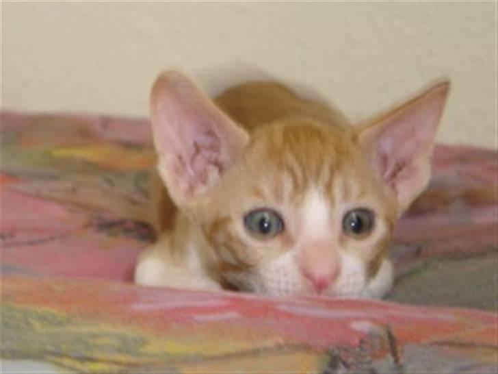 Cornish Rex lillemand/Nico Solgt - Her har han lige fået øjne billede 5