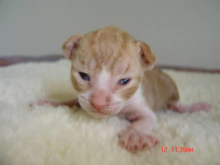Cornish Rex lillemand/Nico Solgt - min lillemand  billede 6