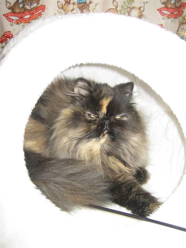 Perser Dixie - Puha slapper lidt af, jeg er på udstilling:) billede 2