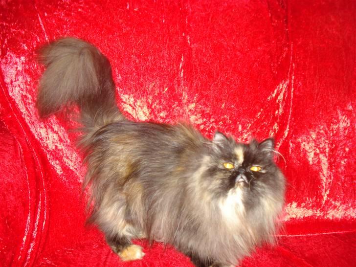 Perser Dixie - Prøver at få øje på drillepind:) billede 3