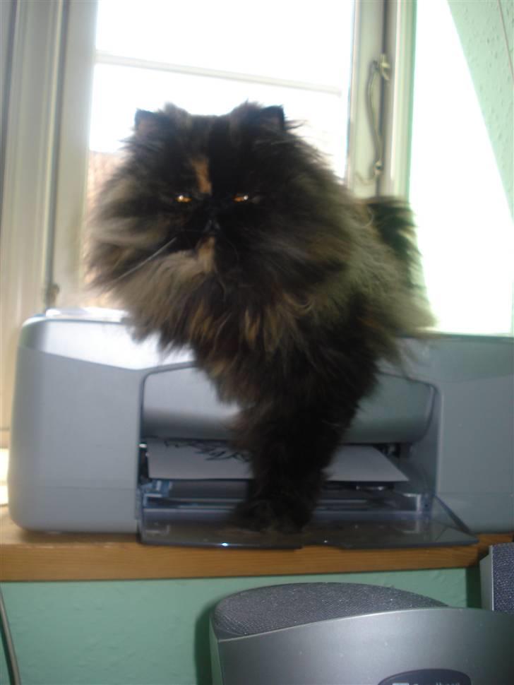 Perser Dixie - Jeg ELSKER at ligge på denne printer:) billede 4