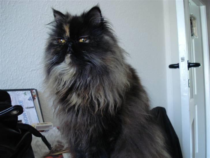 Perser Dixie - Humm kommer der nogen?:) billede 5