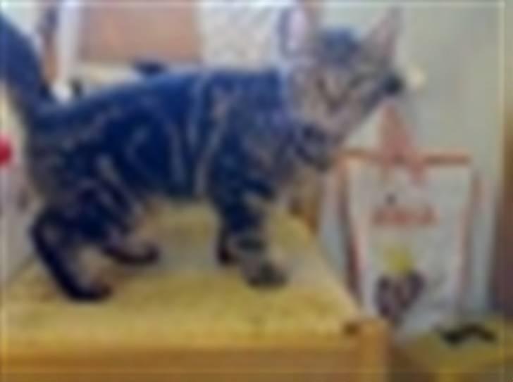 Huskat candy - er lige på rov i køkkenet  billede 1