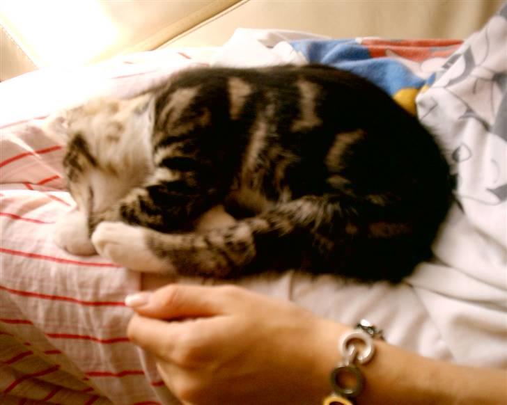 Huskat candy - hey hva så billede 2