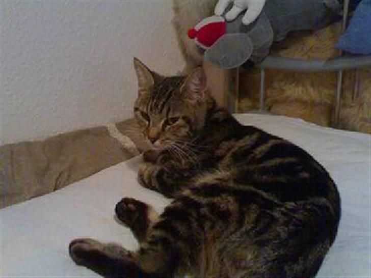 Huskat candy - ligger lige og slapper af  billede 3