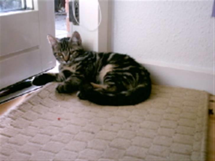 Huskat candy - ligger altså lige og får frisk luft  i morgen får vi løbegård jubi  billede 4