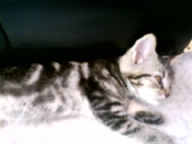 Huskat candy billede 5