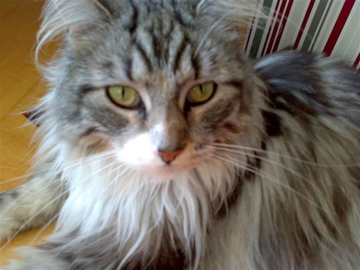 Maine Coon Livia Friis billede 4