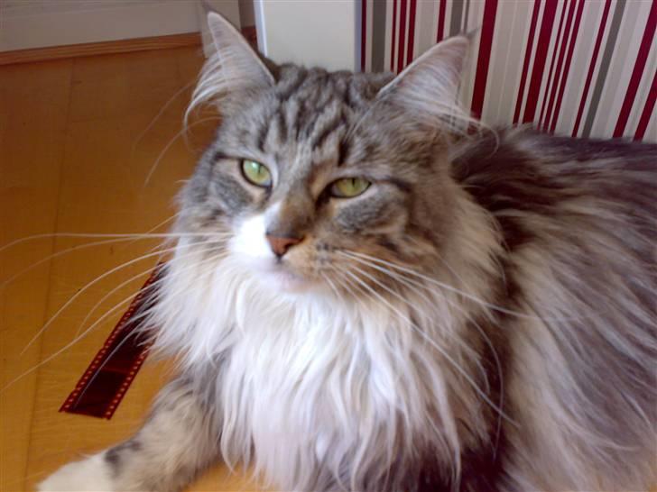 Maine Coon Livia Friis billede 5