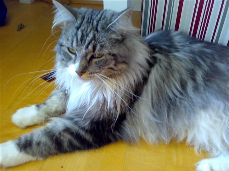 Maine Coon Livia Friis billede 6