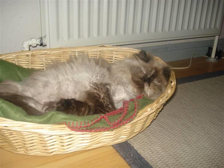 Perser Malika billede 1