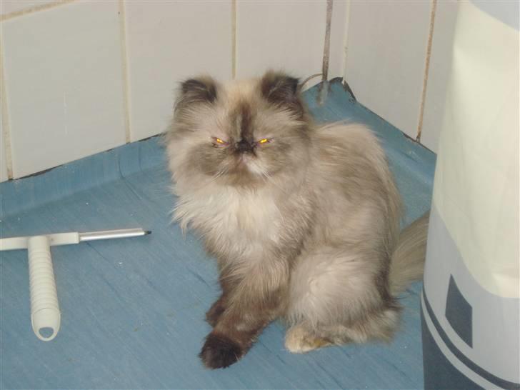 Perser Malika billede 2