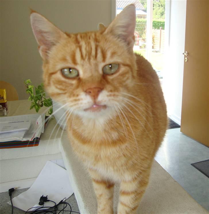 Huskat R.I.P-GARFIELD-MINSKAT!<3<3 billede 1