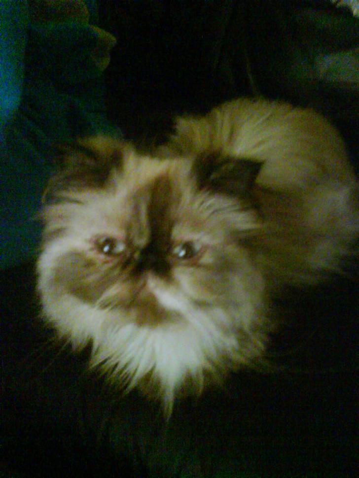 Perser Malika billede 3