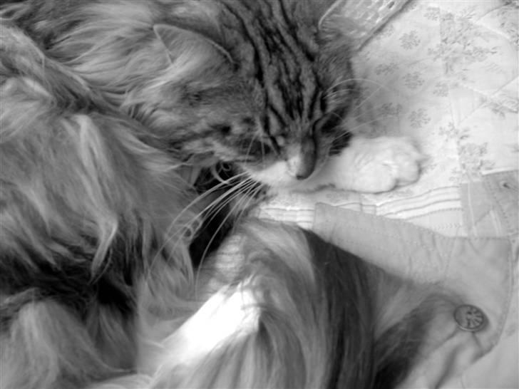 Maine Coon Livia Friis billede 7