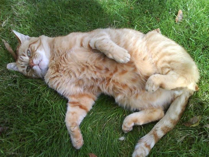 Huskat R.I.P-GARFIELD-MINSKAT!<3<3 billede 2