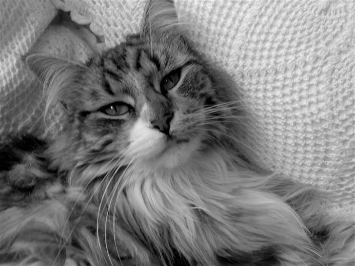 Maine Coon Livia Friis billede 8