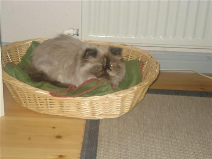 Perser Malika billede 4