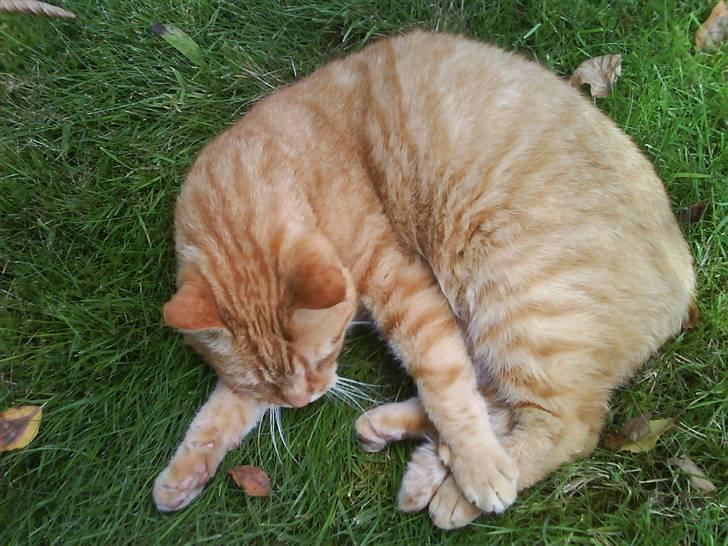 Huskat R.I.P-GARFIELD-MINSKAT!<3<3 billede 3