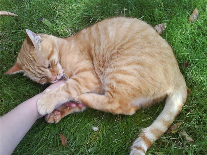 Huskat R.I.P-GARFIELD-MINSKAT!<3<3 billede 4