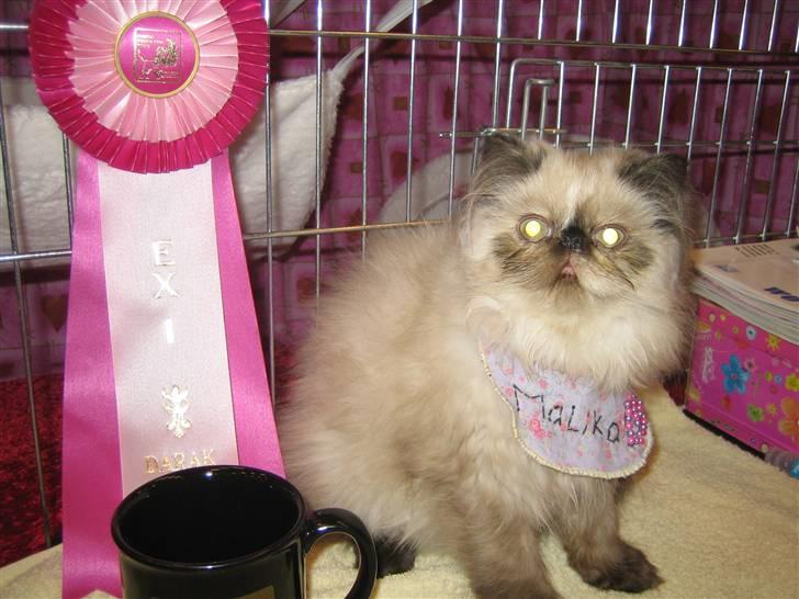 Perser Malika billede 5