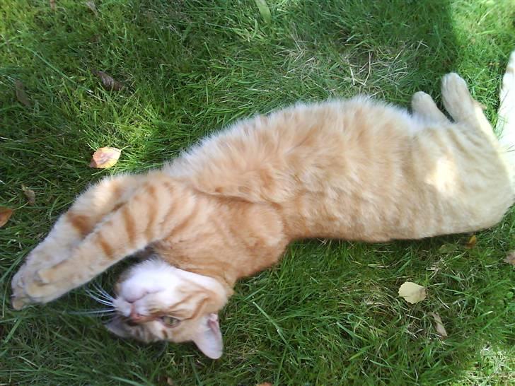 Huskat R.I.P-GARFIELD-MINSKAT!<3<3 billede 5