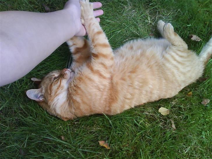 Huskat R.I.P-GARFIELD-MINSKAT!<3<3 billede 6