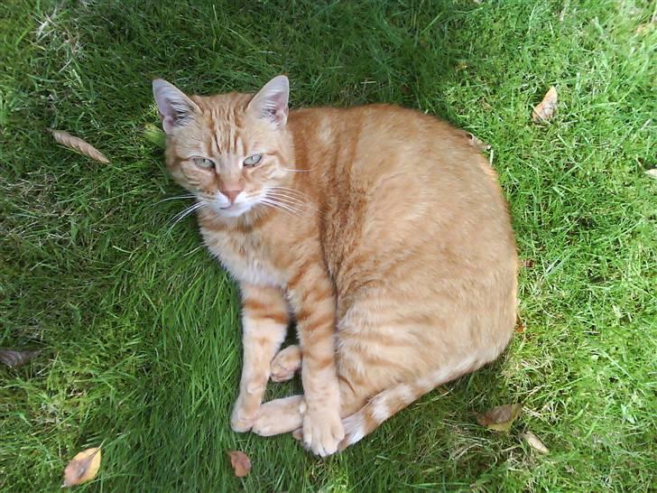 Huskat R.I.P-GARFIELD-MINSKAT!<3<3 billede 7