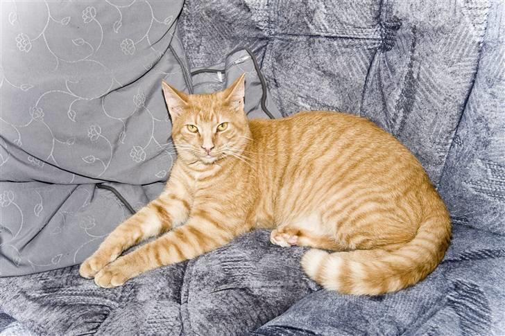 Blanding af racer Garfield "R.I.P" billede 1