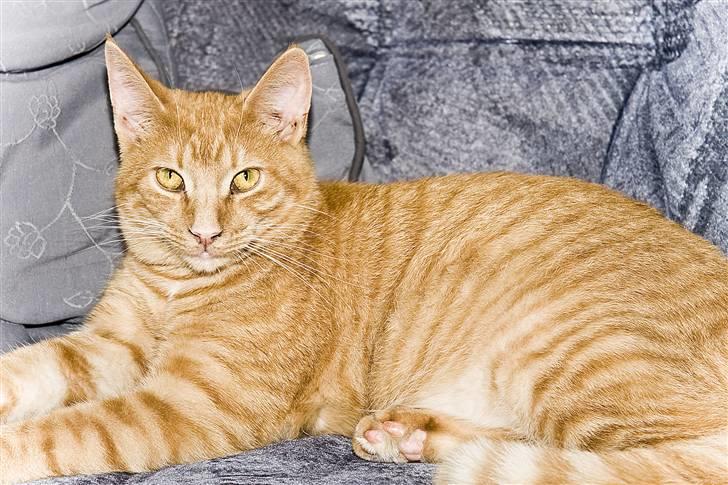 Blanding af racer Garfield "R.I.P" billede 2