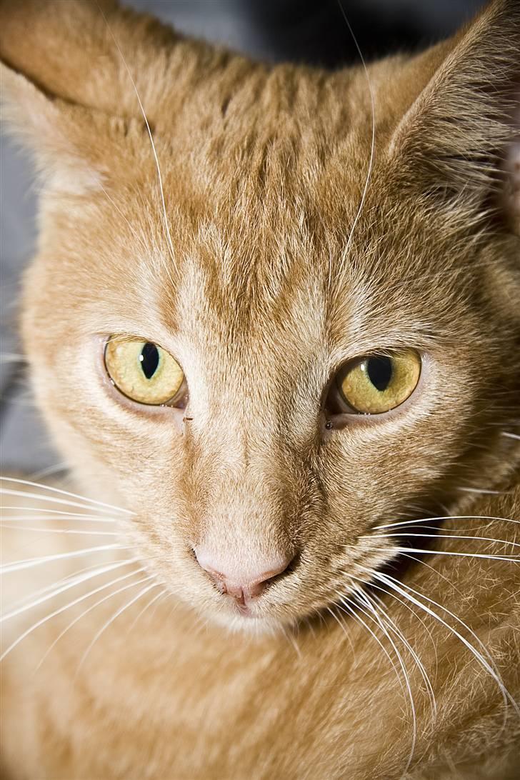 Blanding af racer Garfield "R.I.P" billede 3