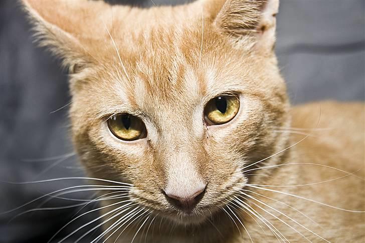 Blanding af racer Garfield "R.I.P" billede 4